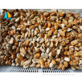 Factory Frozen cooked boiled HACCP ISO mussel meat